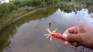 Wild fishing snakehead