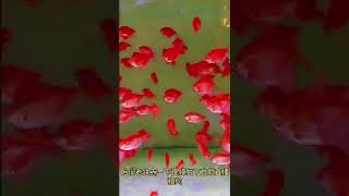 The wonderful video of @天豪 boutique aquarium tropical fish ornamental fish