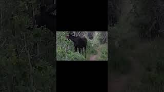 Ran across the local moose skinwalker again. #shorts #nature #travel #youtubeshorts #dog