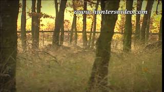 Schwarzwildjagd - Hunters Video