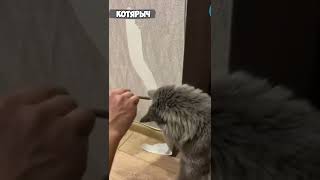 ПРИКОЛЫ С ЖИВОТНЫМИ😹 СМЕШНЫЕ КОШКИ и СОБАКИ😂😻👍 #12