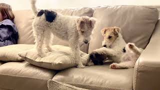 The Young Wire Fox Terrier Wins The Toy