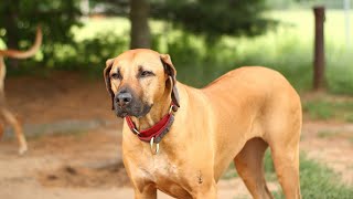 The Hunting Instincts of Rhodesian Ridgebacks