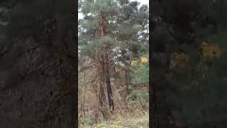 Поехали за грибами 🌲🍄