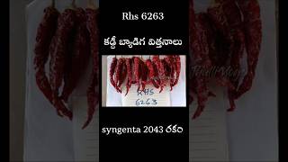 RHS 6263 కడ్దీ బ్యాడిగ రకాలు #redchilli #nelathallivlogs #thrips #farming #vlogs #annadata