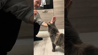 Maine Coon | 😺Il batti il cinque di Mendy al papino 🐈‍⬛🐾