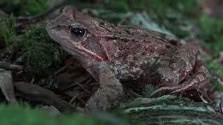 European common frog