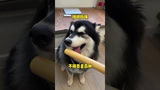 富贵：我最怕我爹地，除了爹地谁也不服 #阿拉斯加 #阿拉富贵 #husky #狗 #pets #萌宠