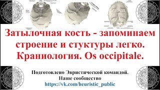 Затылочная кость — запоминаем легко строение и стуктуры. Краниология. Os occipitale.