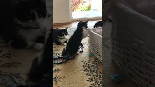 Katzenbabys Boys 7 Wochen alt