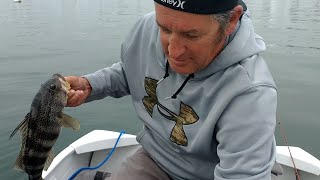 Catching Calico, Sand, and Spotted Bay Bass in Newport Harbor! #fishing #gulp #anglertoangler