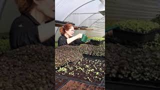 Watering micro herbs at Simon Rogan's Farm