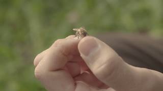 Anton Janša's Apiary - Visit Žirovnica