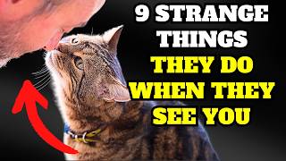 Cats Do These 9 Bizarre Things When They See Their Owners