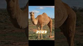 2023 Camel 🐪🐪 vs 5000 bce Camel 🐪🐪 #shorts #viral