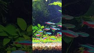 Green neon and tetra cardinal schooling together.