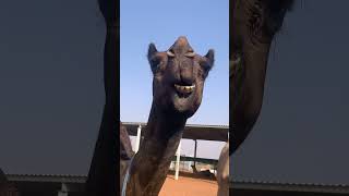 The calves staying with their mothers in a camel dairying farm