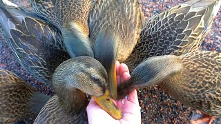 Another 7 Headed Hydra [4K] Mallard Duck Ducklings