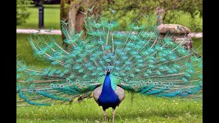 Peacock Павлин