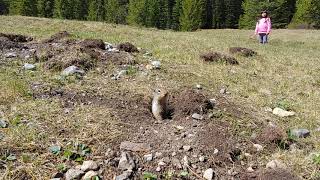 Hide and seek with gophers