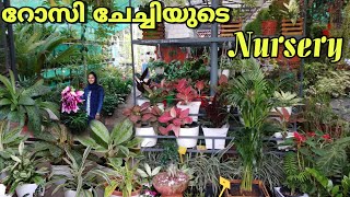 250 രൂപ മുതൽ Aglaonema വിൽക്കുന്ന റോസി ചേച്ചി😍/nursery visit malayalam/Fidhus world|