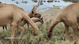 Camels are eating the wild grasses along side with road, tharparkar camel