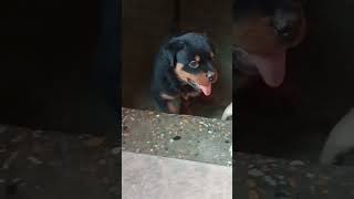 Rottweiler puppy and Pitbull puppy #cute #viral #aggressive