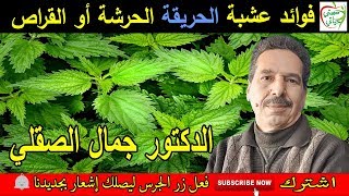 فوائد و إستعمالات عشبة الحريقة الحرشة أو القراص لن تصدق منافعها مع الدكتور جمال الصقلي