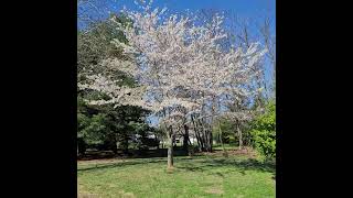 Mira !!! que Bonito es este parque y el árbol blanco.