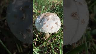 White puffball looking mushroom