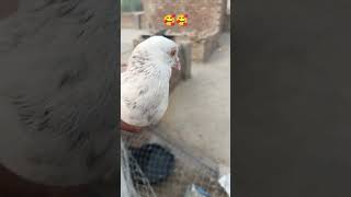 kabutar mare gulel se #kabutar #pigeon #pigeons #g #birds #pigeonpose #h #kabutarbazi