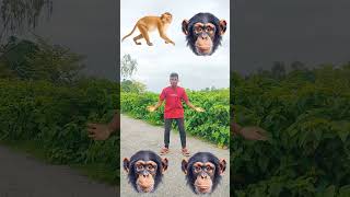 बंदर मामा आए पेंट पजामा ले देखो कुत्ता आया फिर बिल्ली आई monkey cat dog funny VFX viral