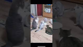 Amazing cats arę playing #animalsvideo #short #shorts