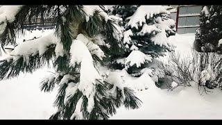 Красавица зима! ☃️❄️ Шикарный снегопад🌨️Стряхиваю снег😄 Всех с наступающим Новым годом! 🎄🥳