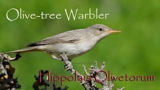 Olive-tree Warbler / Hippolais olivetorum / Zeytin Mukallidi