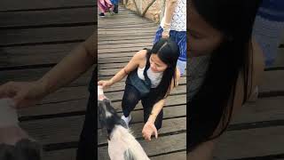 "Feeding Adorable Hungry Piglets in a Picturesque Spot in Hua Hin Thailand 🇹🇭