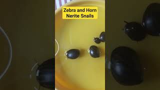 Zebra and Horn Nerite Snail