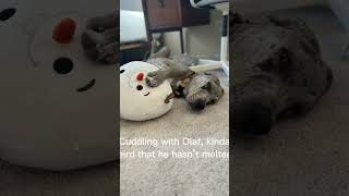 So cute! #viral #puppy #viralvideo #dog #funny #cute #greatdane