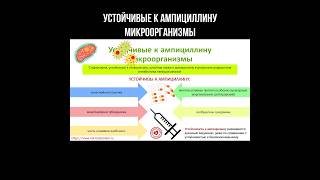 Устойчивые к ампициллину микроорганизмы #ампициллин #микробы #инфекция #антибиотик