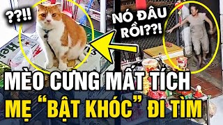 Tưởng mèo cưng 'BỊ BẮT MẤT', người mẹ 'BẬT KHÓC' bỏ cả ăn chạy đi tìm khắp cả xóm | Tin 3 Phút