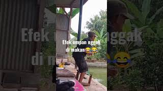 efek mancing piranha umpanya nggak di makan