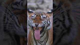 Did You know this much about Tiger?  क्या आप हमारे राष्ट्रीय पशु के बारे में जानते हैं?