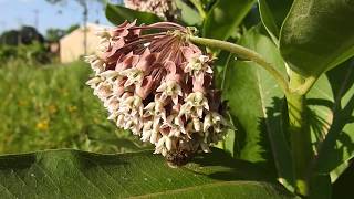 DSCN6187Frantic Bees on Asclepias syriaca aka Common milkweed