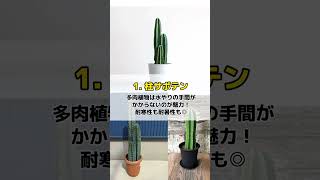 新生活にオススメ観葉植物３選　#shorts