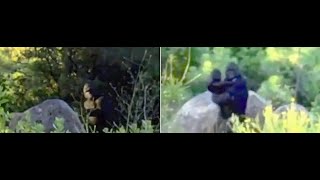 MAN IN A SUIT OR THE REAL THING!! THE INDEPENDENCE DAY BIGFOOT FOOTAGE!!