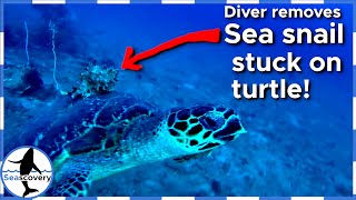 Sea turtle asks diver for help #shorts