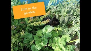 Retired in PA - Cats in the garden