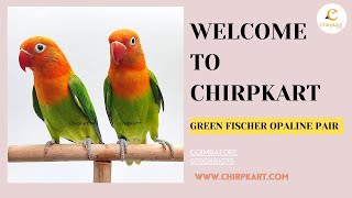 GREEN FISCHER OPALINE PAIR || AFRICAN LOVE BIRDS || LOVE BIRDS || SEMIADULT || CHIRPKART || CBE