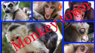 #Monkey Town 2020 #Somerset west, #Capetown #enjoywithmonkey