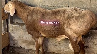 Гиссар -арашан асыл тұқымды арашан Шыңғысхан атты қошқар